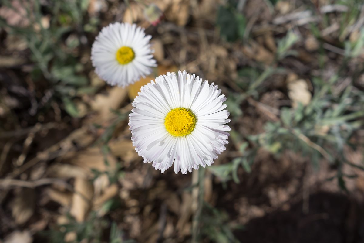 2015 April Fleabane