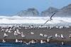 2015 April Gulls at the mouth of the Sixes River looking towards Blacklock Point