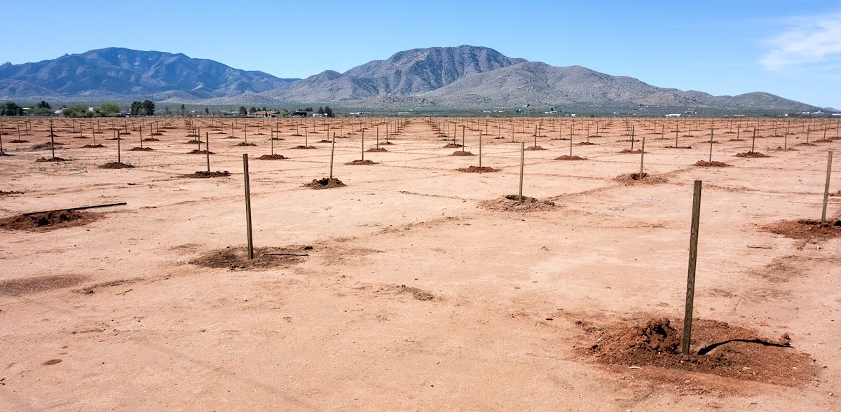 2015 April New Orchard off Cochise Stronghold Road