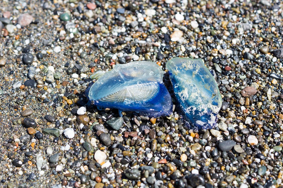 2015 April Velella Velella