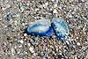 2015 April Velella Velella