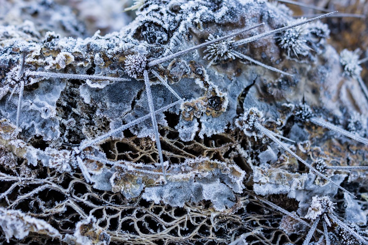 2015 December Prickly Pear along the Garwood Dam Trail