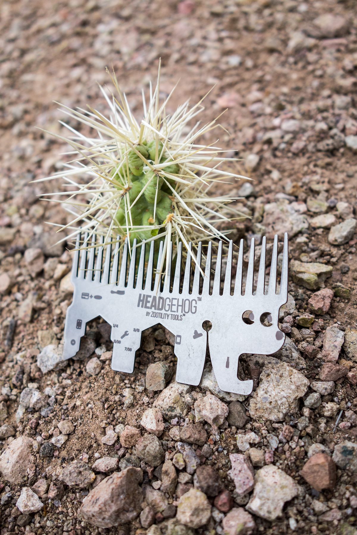 2015 July Hedgehog Comb post Cholla Removal