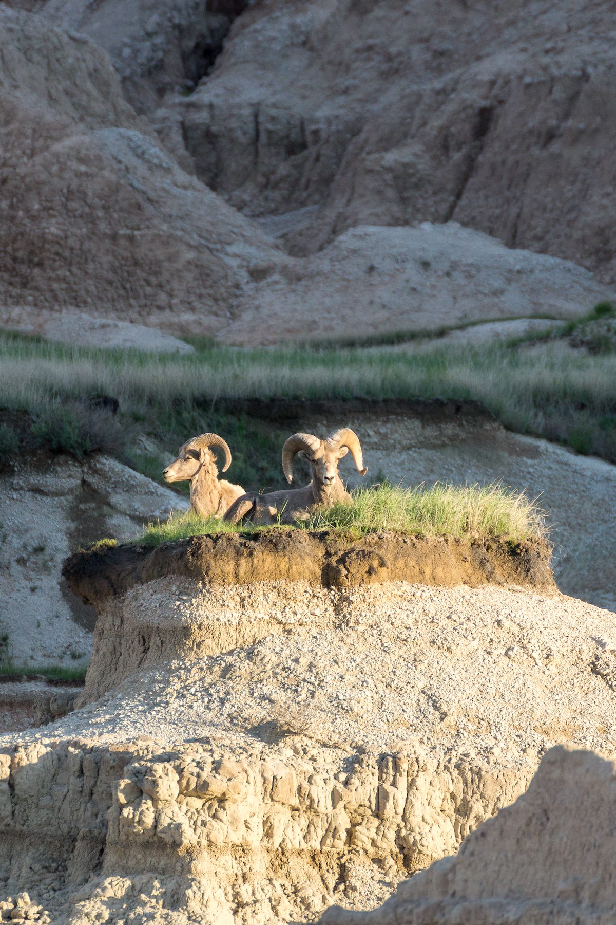 2015 June Bighorn in Badlands National Park 01