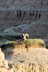 2015 June Bighorn in Badlands National Park 02