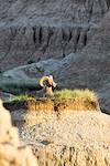 2015 June Bighorn in Badlands National Park 03