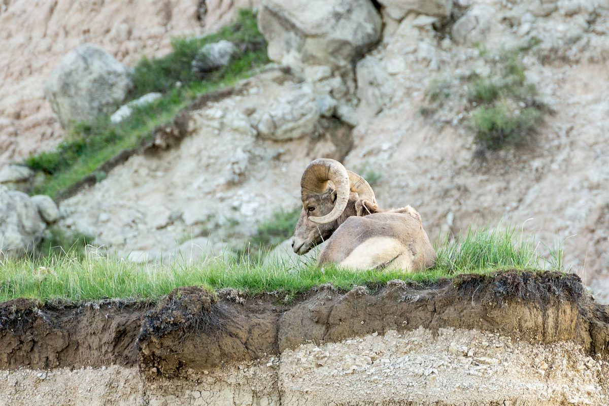 2015 June Bighorn in Badlands National Park 04