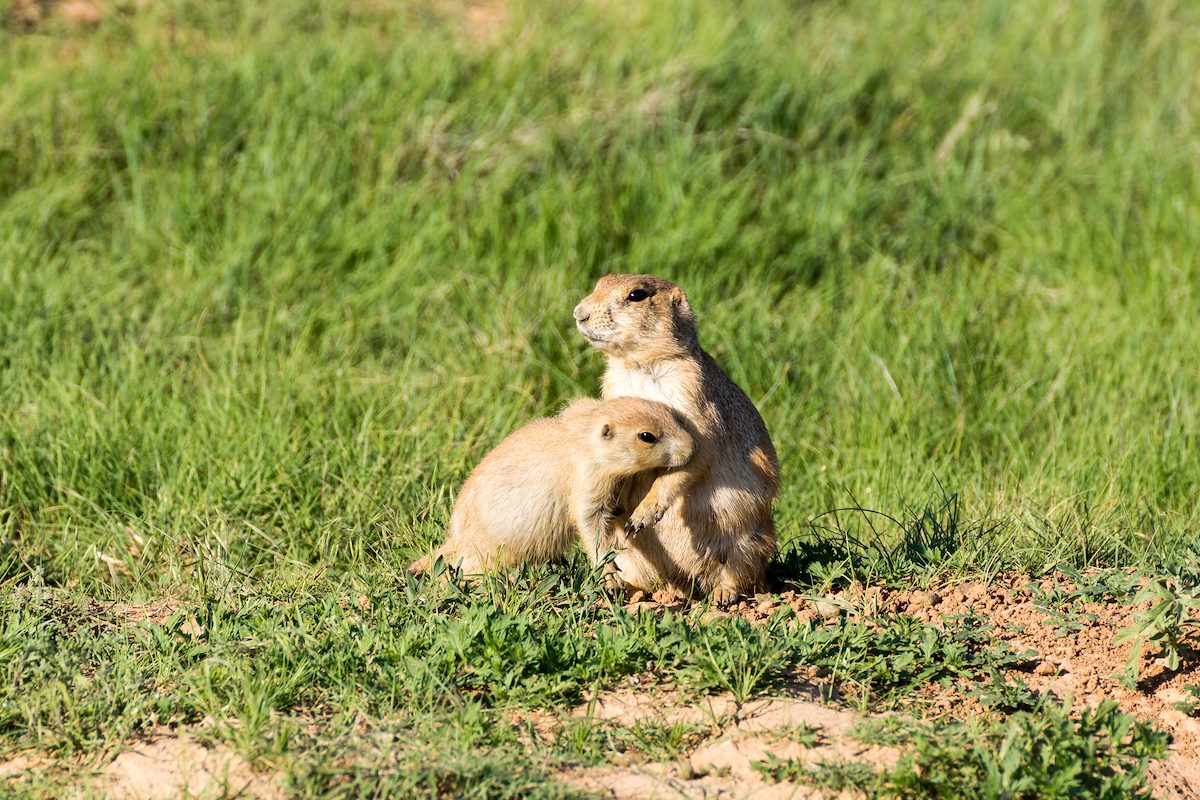 2015 June Devils Tower Prarie Dogs