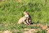 2015 June Devils Tower Prarie Dogs