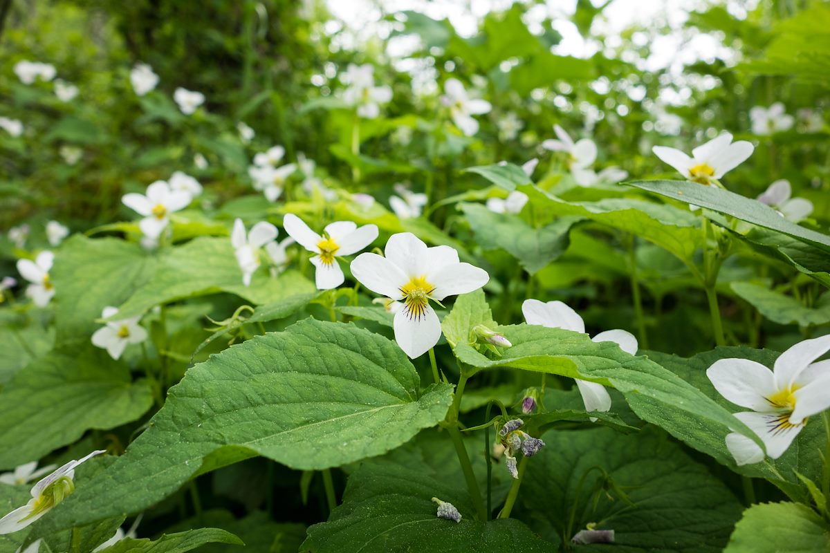 2015 June Flowers near Little Spearfish Creek