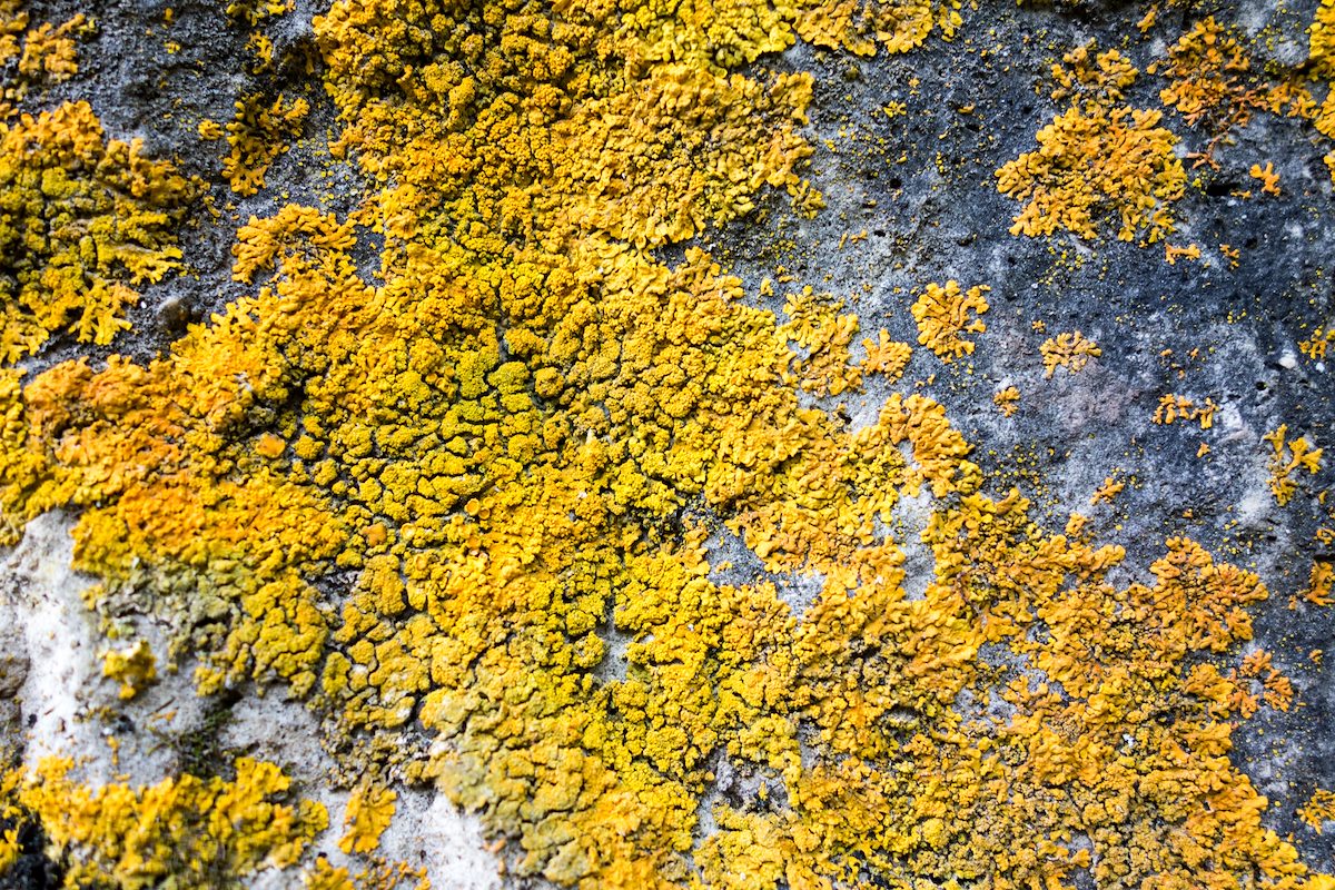 2015 June Lichen