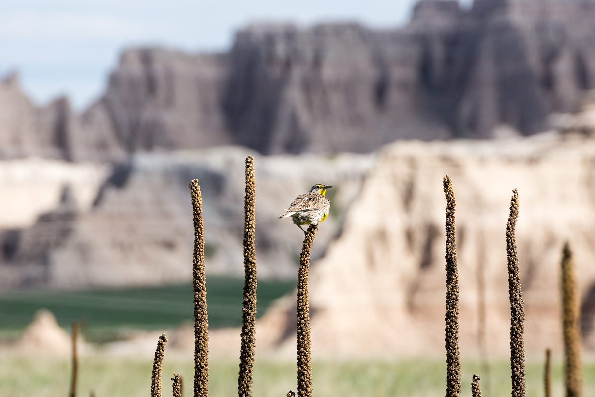 2015 June Meadowlark