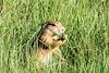 2015 June Prarie Dog near the road in Devils Tower National Monument