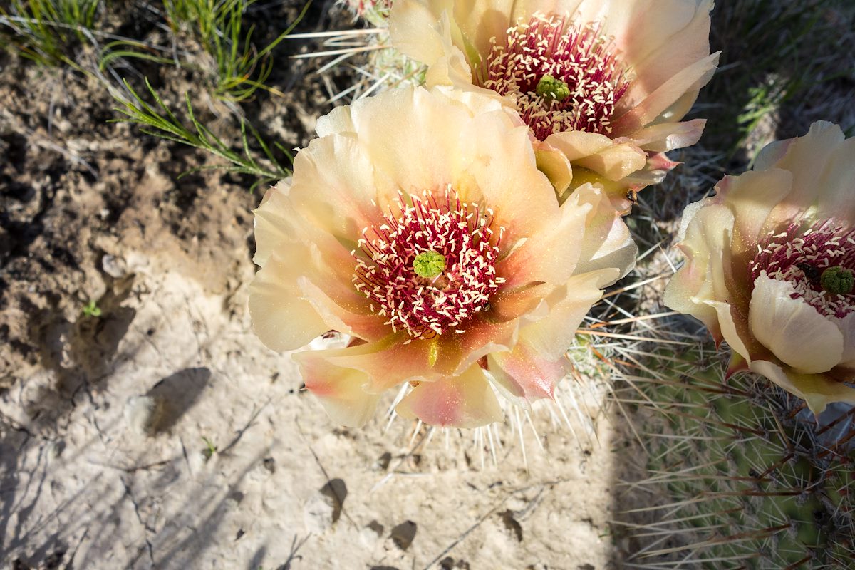 2015 June Prickly Pear Flower in Badlands National Park