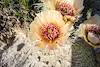 2015 June Prickly Pear Flower in Badlands National Park