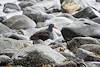 2015 May Black Oyster Catcher