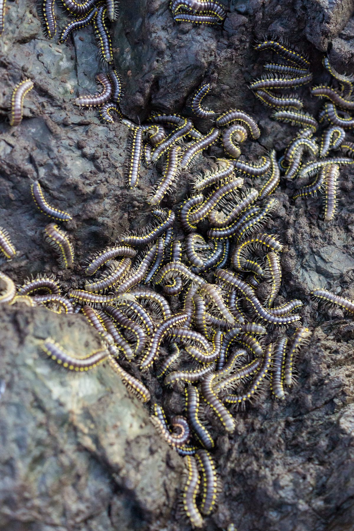 2015 May Bugs under the Arch