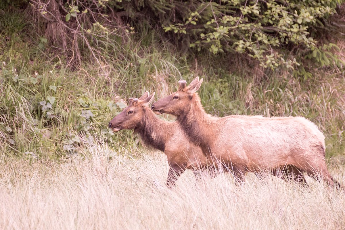 2015 May Elk near the Gold Bluffs Campground