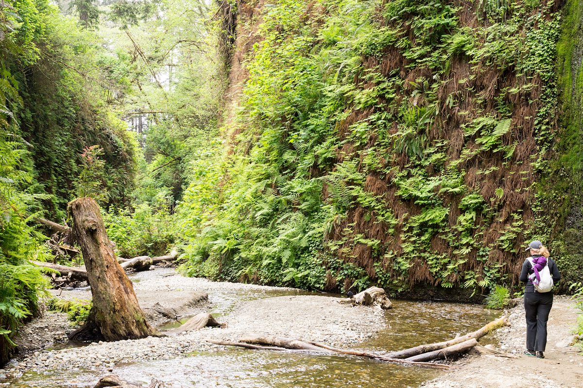 2015 May Fern Canyon