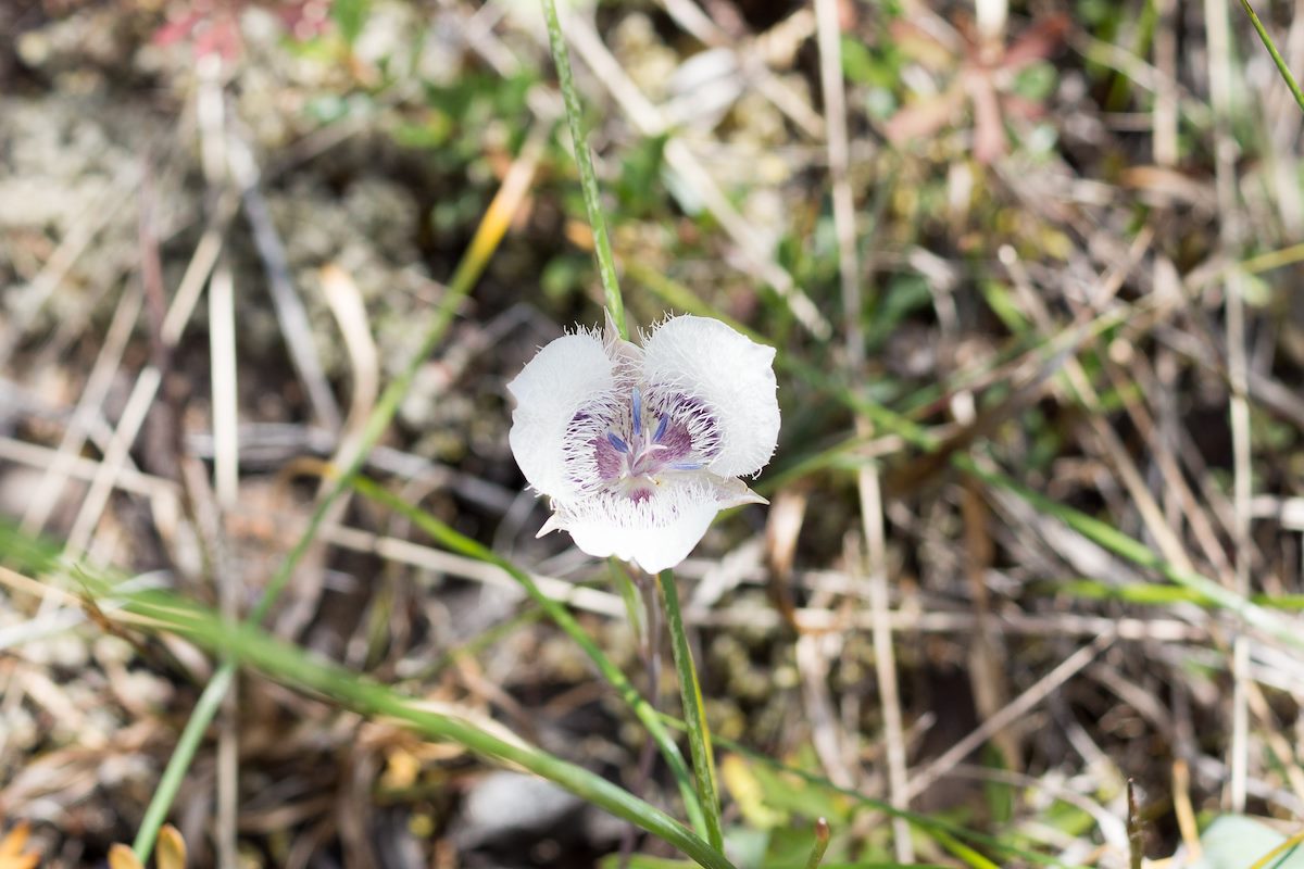 2015 May Howells Mariposa Lily