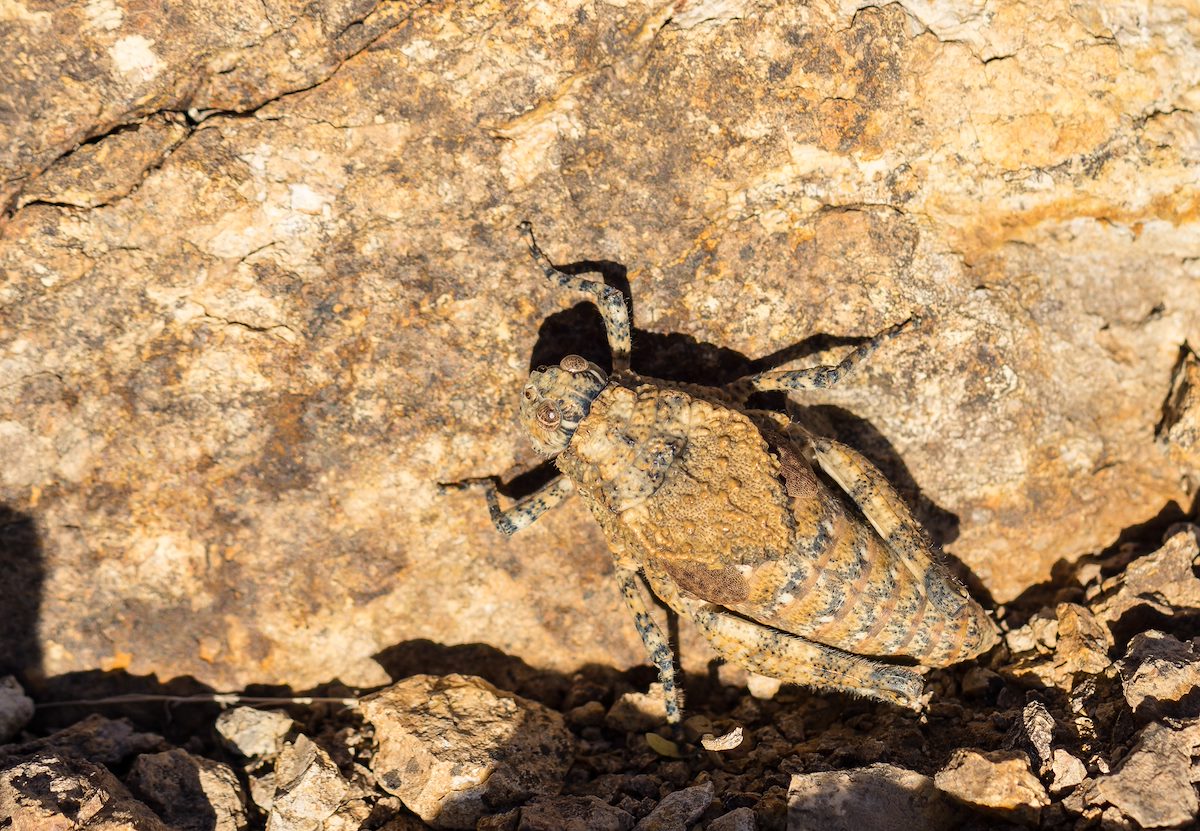 2015 November Aztec Grasshopper on Bren Mountain 02