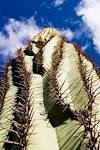 2015 November Saguaro into the Sky