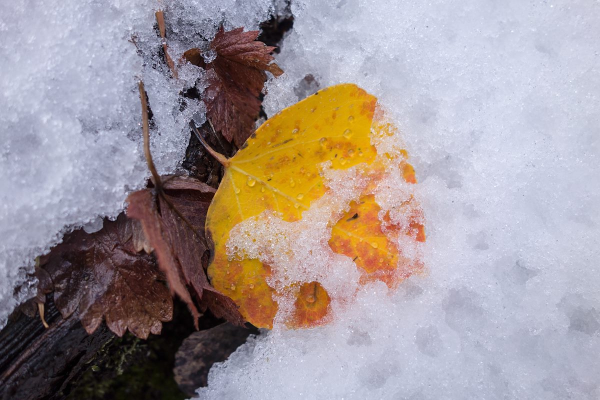 2015 October Fallen Leaf