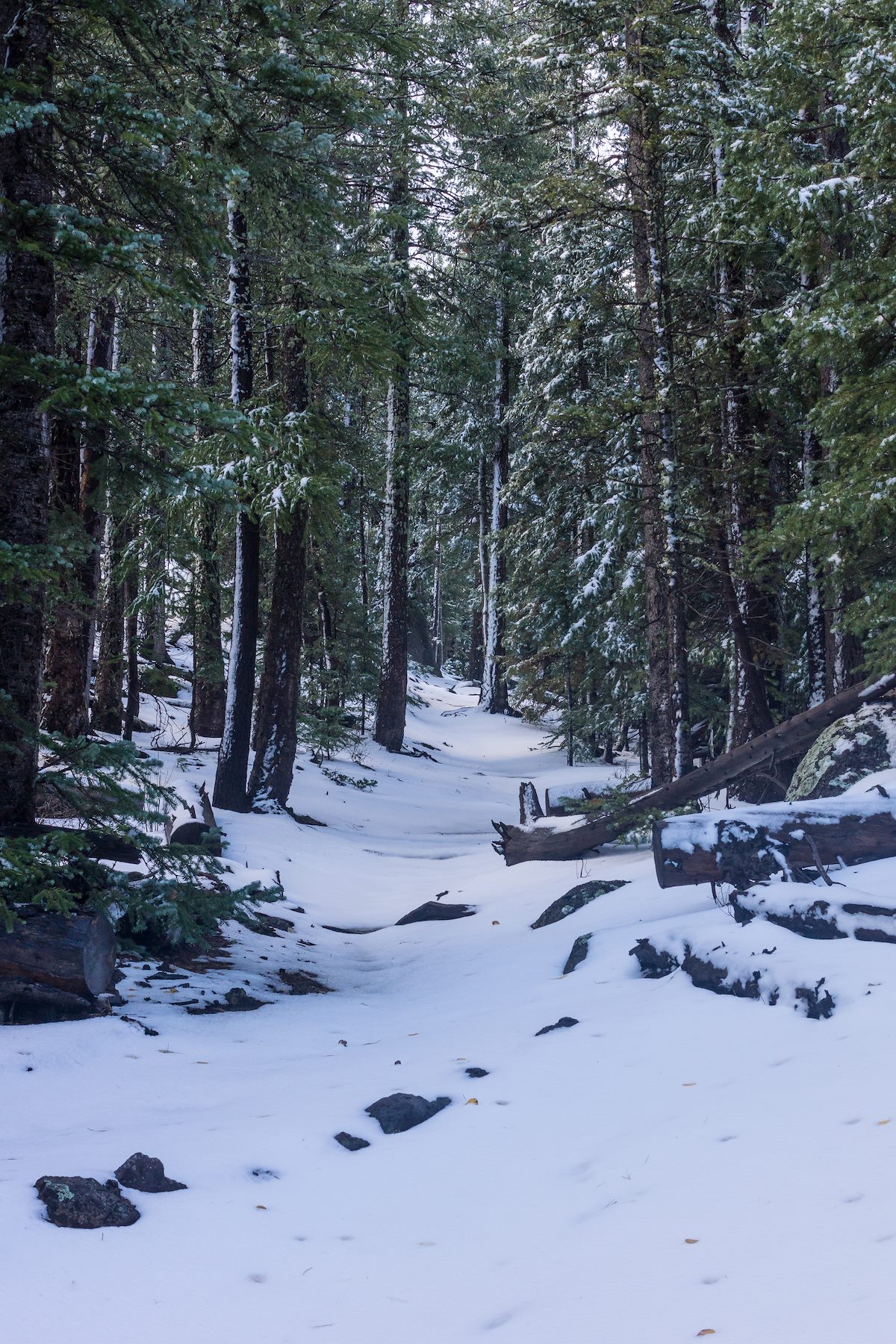 2015 October Snow Covered East Baldy Trail