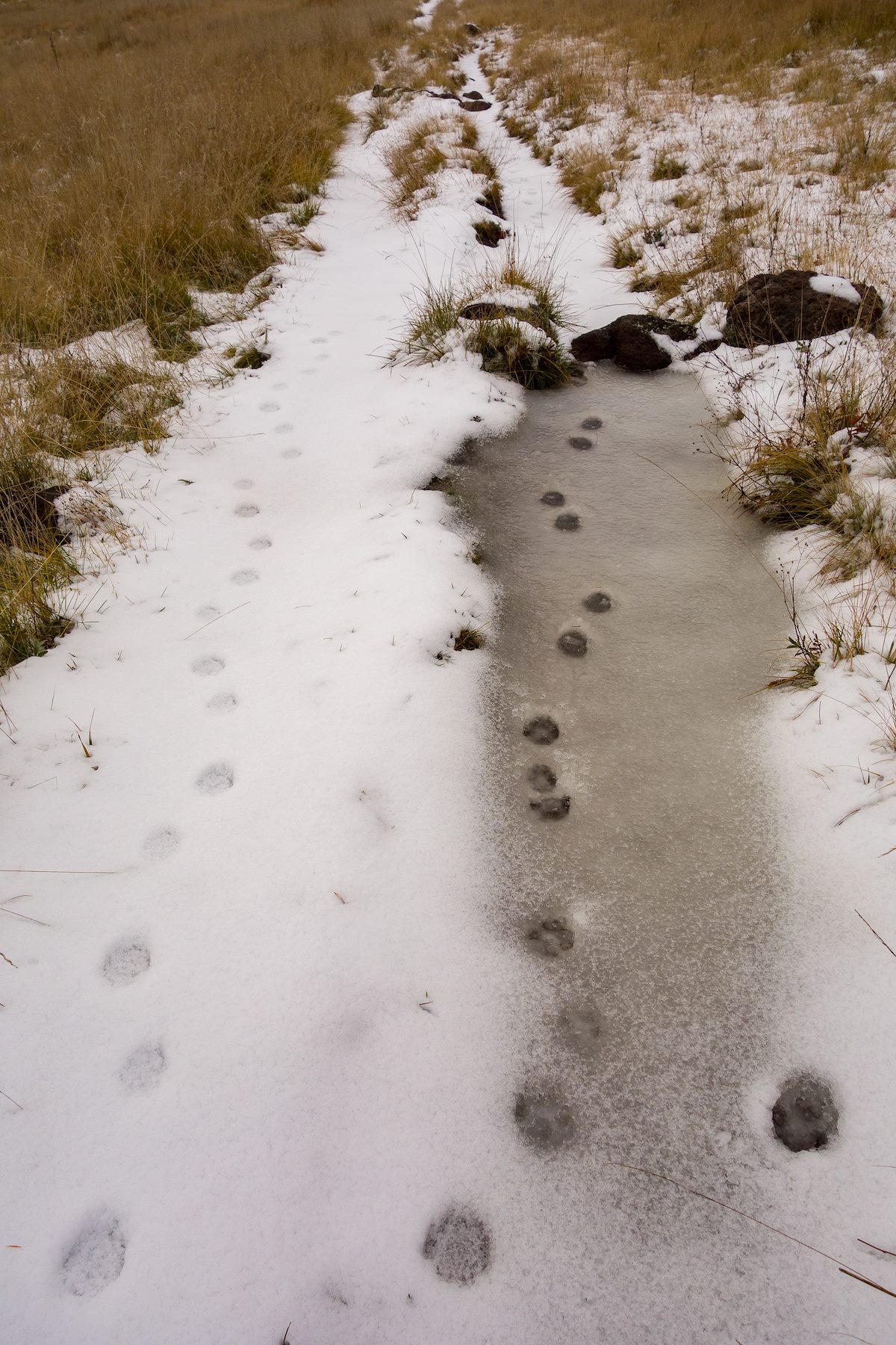 2015 October Tracks in the Snow