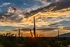 2016 August Saguaro National Park Sunset