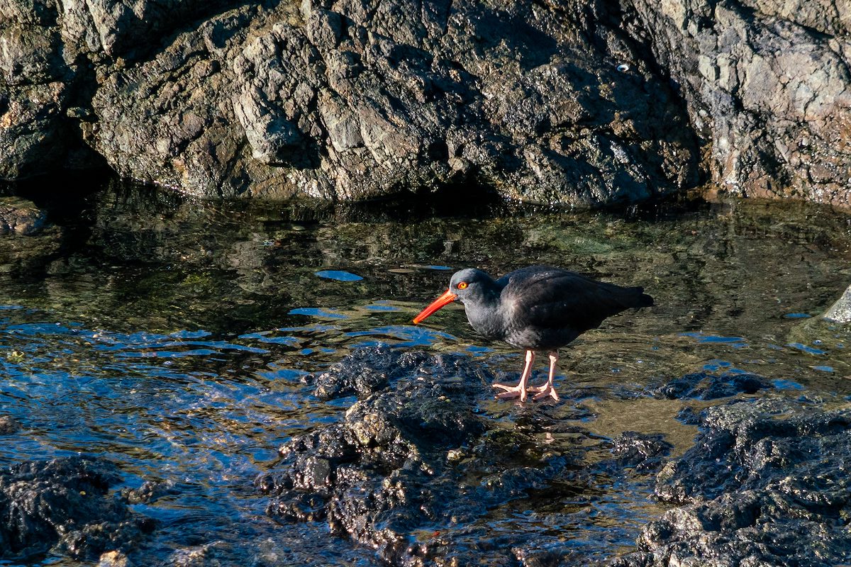 2016 December Black Oyster Catcher