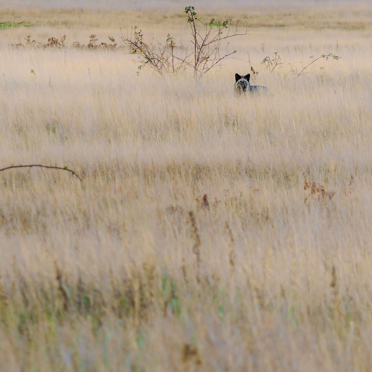 2016 December Fox in the Grass