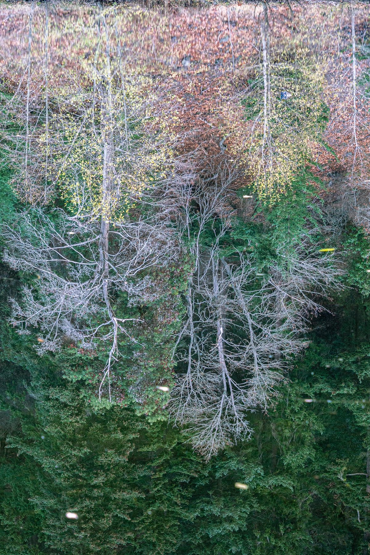 2016 December Reflection in Westside Lake on San Juan Island