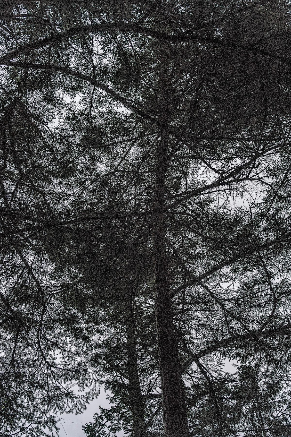 2016 December Trees near Westcott Bay