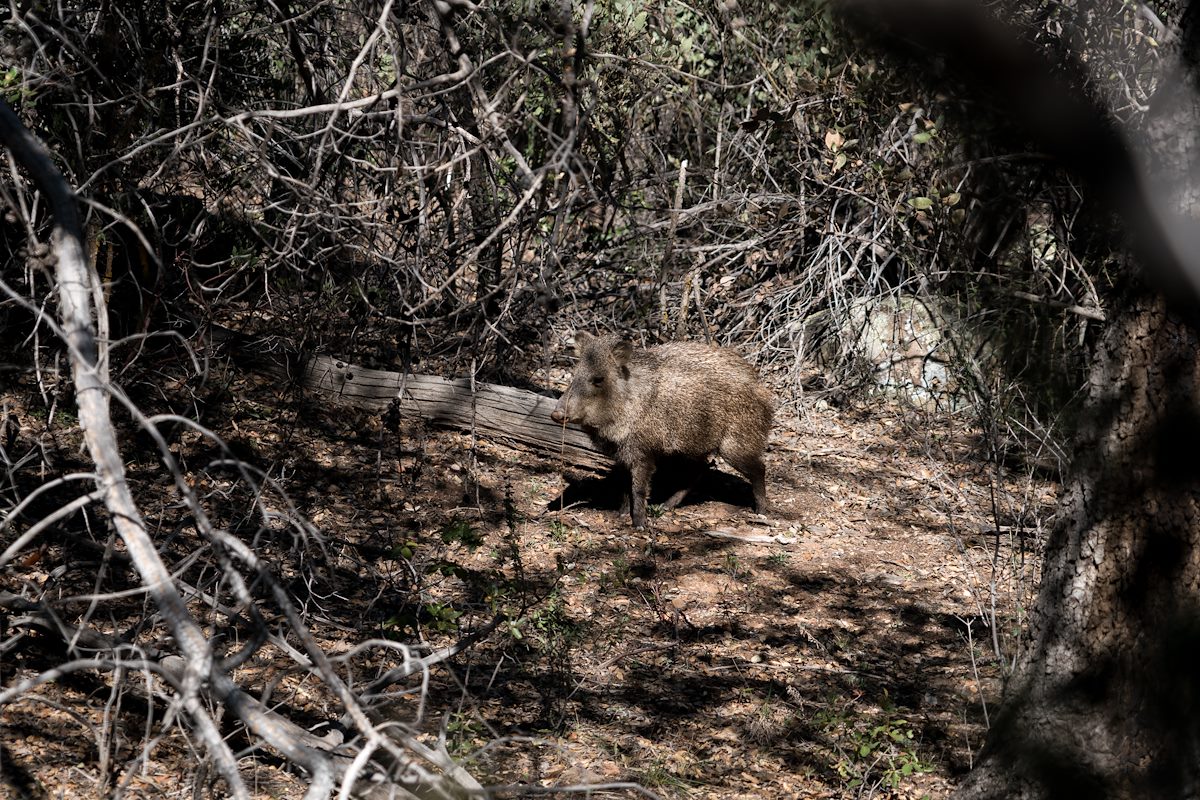 2016 February Javelina in Long Canyon