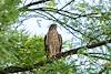 2016 July Neighborhood Cooper's Hawk