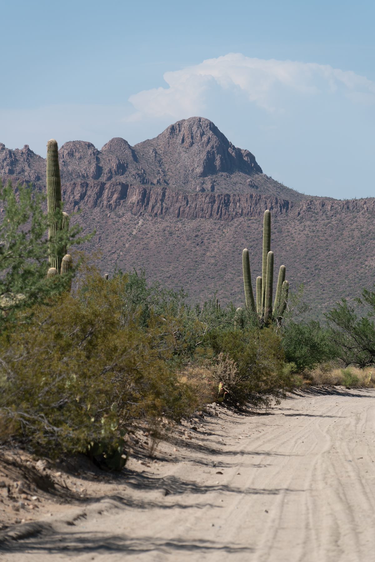 2016 July Safford Peak