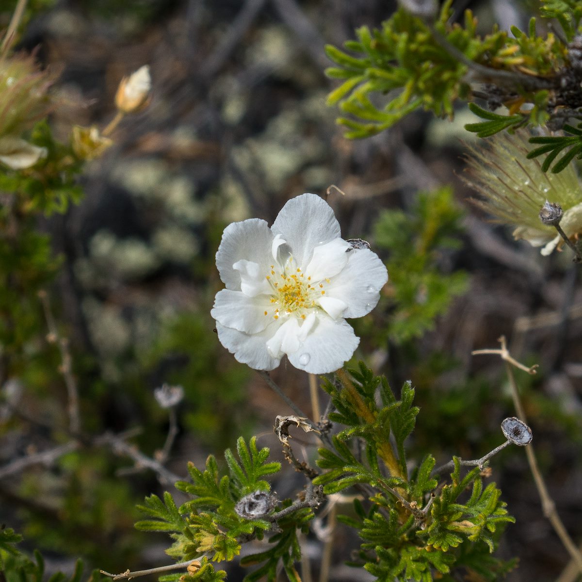 2016 June El Malpais Cliffrose