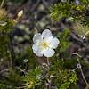 2016 June El Malpais Cliffrose