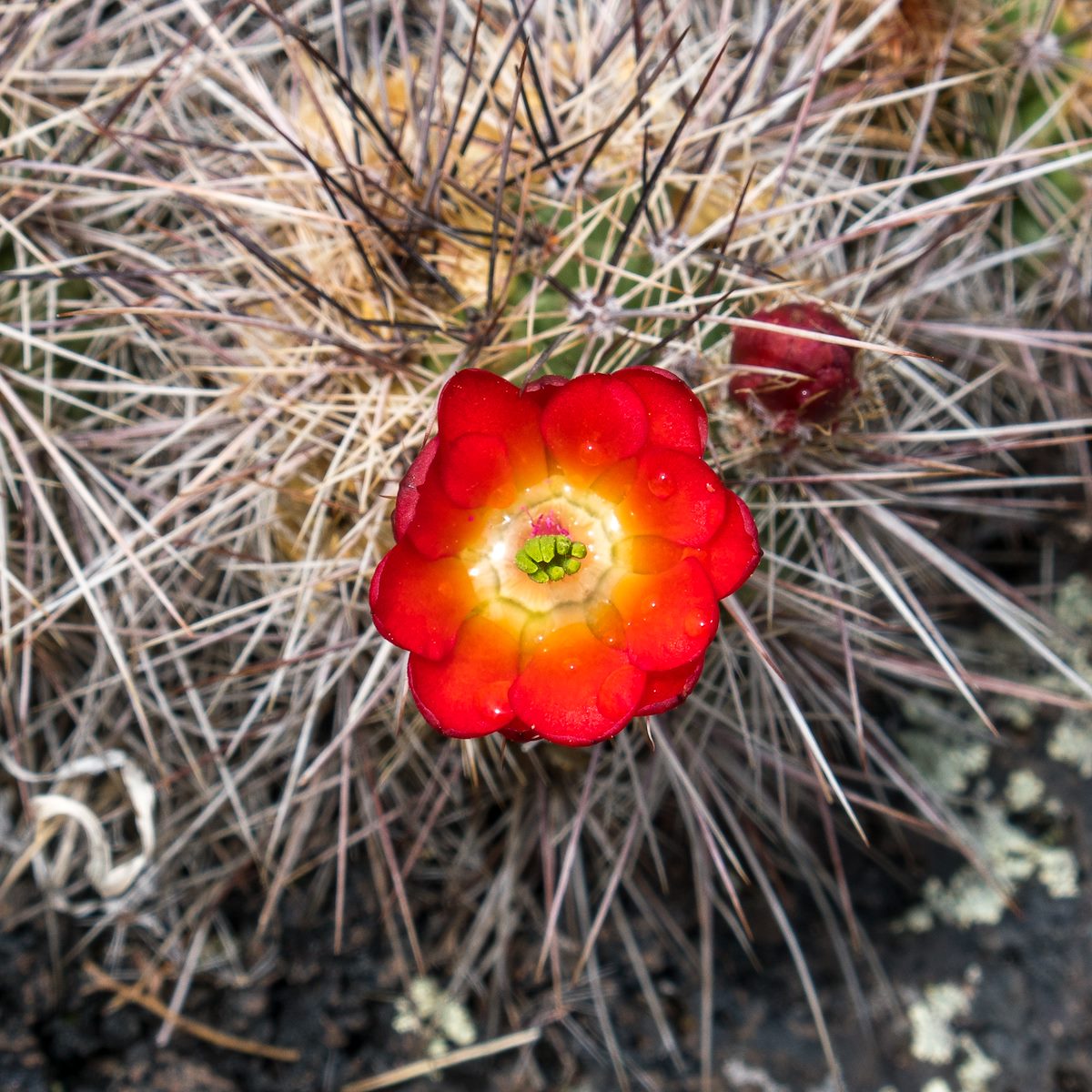 2016 June Hedgehog on Lava