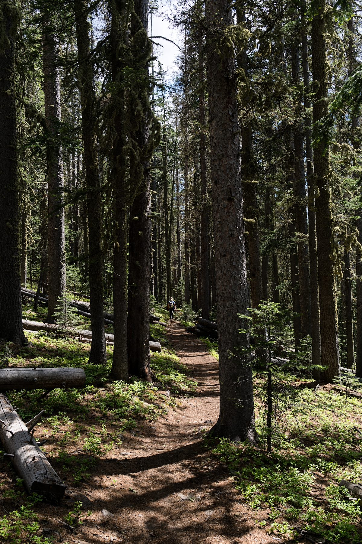 2016 June In the Pines on the East Baldy Trail