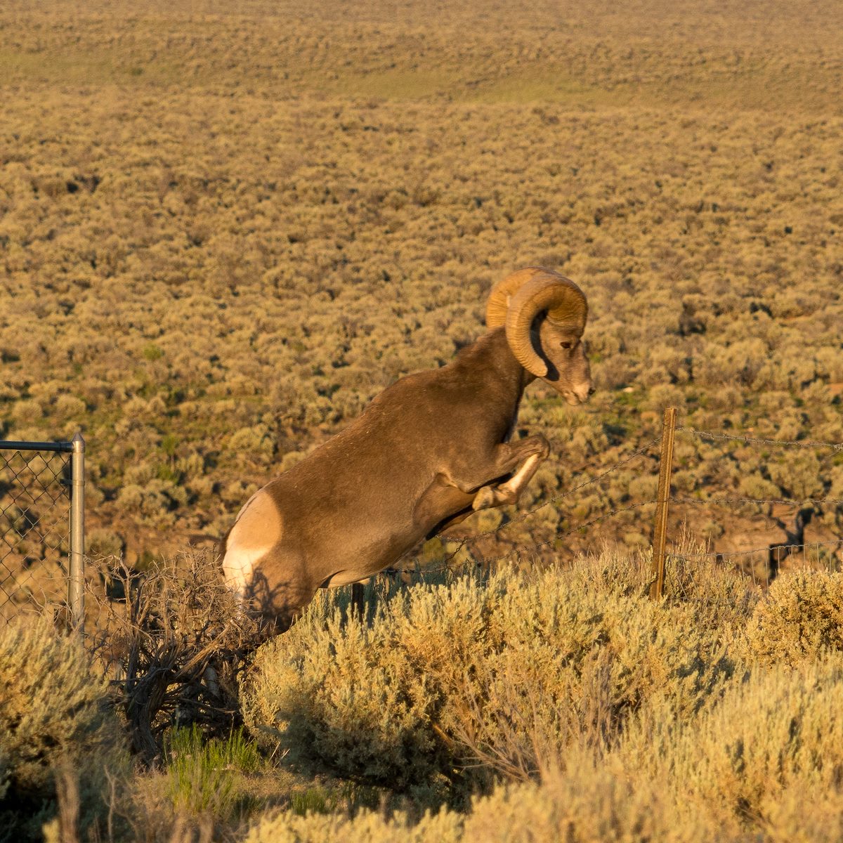 2016 June Jumping the Fence