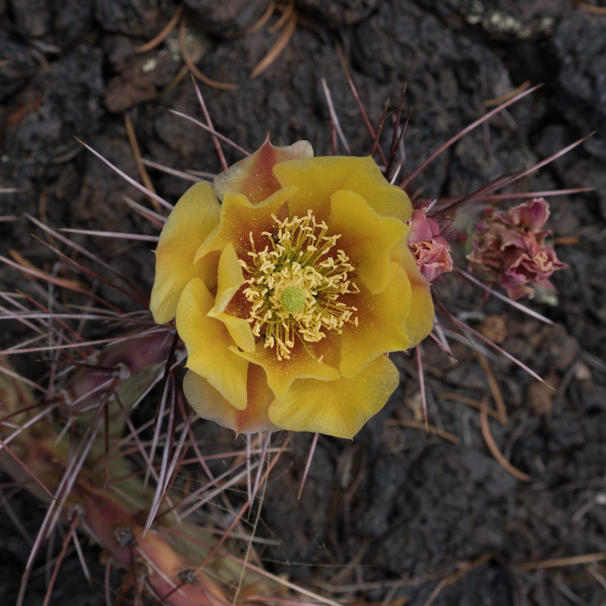 2016 June Prickly Pear in El Malpais 01