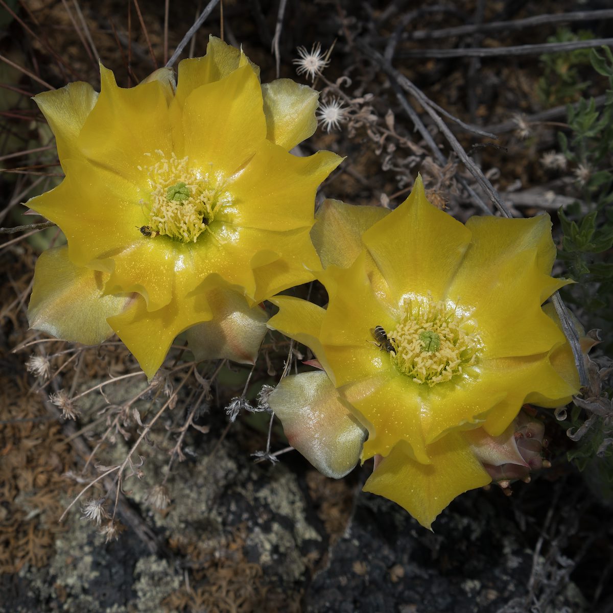 2016 June Prickly Pear in El Malpais 02