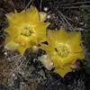 2016 June Prickly Pear in El Malpais 02