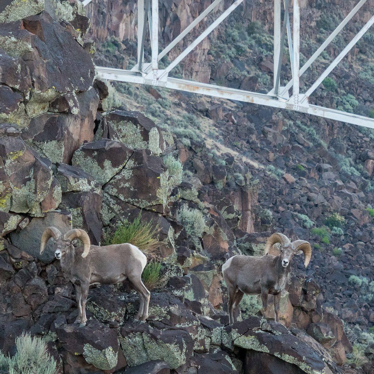 2016 June Rio Grande Bighorn