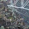 2016 June Rio Grande Bighorn