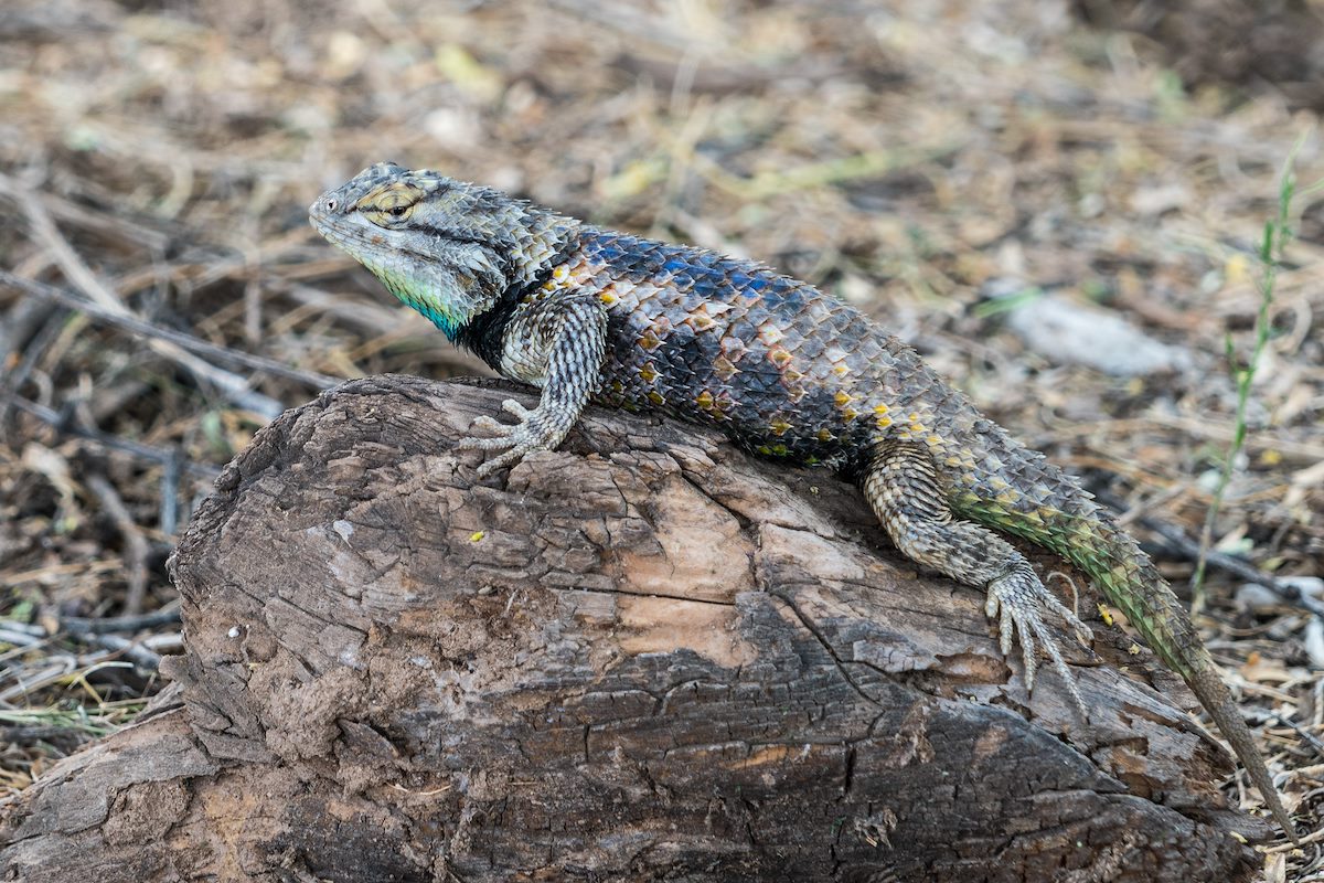 2016 May Desert Spiny Lizard on the River Path