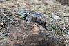 2016 May Desert Spiny Lizard on the River Path