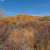 2016 October Aspens Near the Deer Creek Trail 01